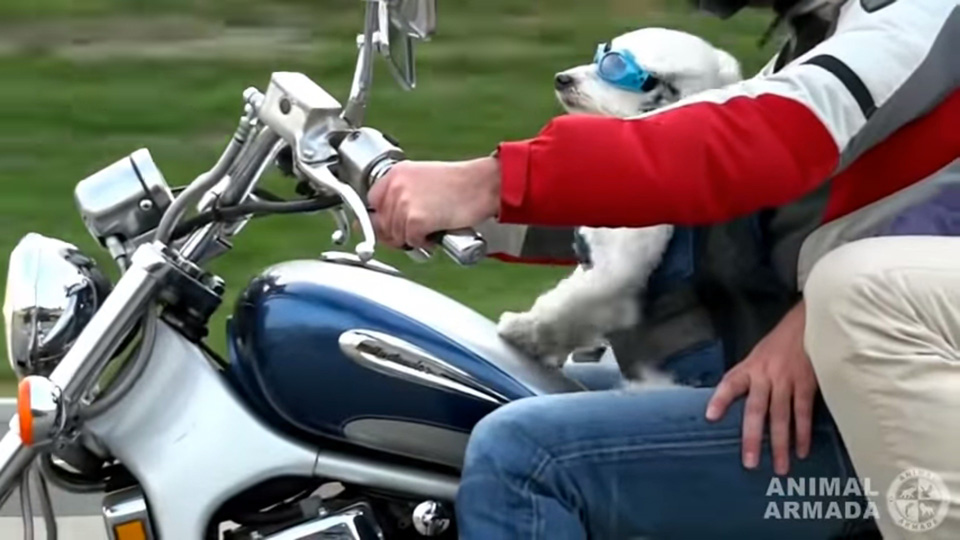 ワンコバイク 主人とタンデムする犬が気持ちよさそうで微笑ましい Motobe 代にバイクのライフスタイルを提案するwebマガジン モトビー